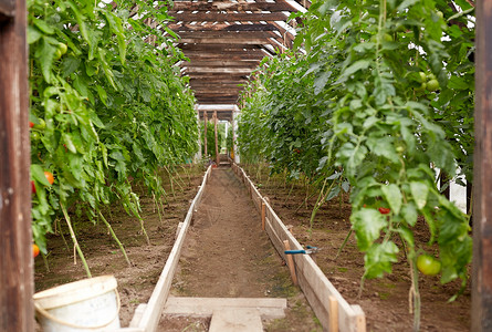 蔬菜,园艺农业番茄幼苗生长温室温室生长的番茄幼苗图片