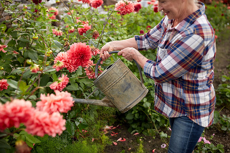 花农浇花农业,园艺人的快乐的老年女子与浇水罐大丽花盛开夏季花园老妇女夏季花园浇花背景