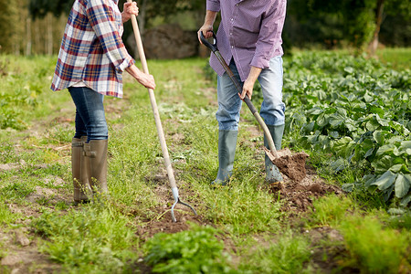 农业,园艺,农业人的资深夫妇与铲子花园农场长的夫妇花园农场用铲子背景图片