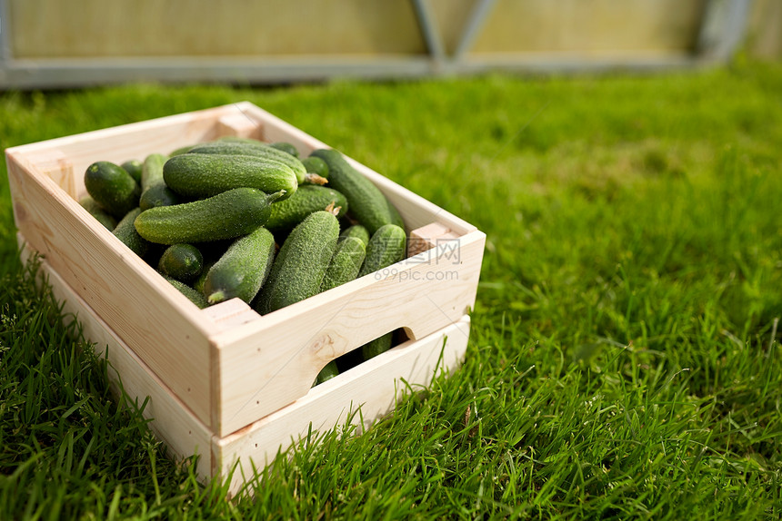 蔬菜,园艺农业红色黄瓜木箱夏季花园夏天花园木箱里的黄瓜图片