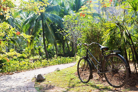 自然,季节环境老式自行车停放路径异国情调的夏季公园自行车停异国情调的夏季公园背景图片