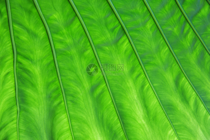 植物学,自然,生物学,生态植物绿色棕榈树叶纹理绿色棕榈树叶纹理图片