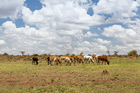 非洲的萨凡纳放牧的牛群图片