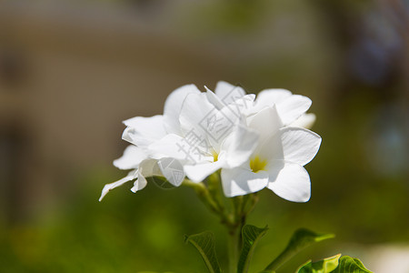 园艺,自然,植物学植物美丽的李子弗兰吉帕尼异国花卉户外李子弗兰吉帕尼异国情调的花户外背景图片