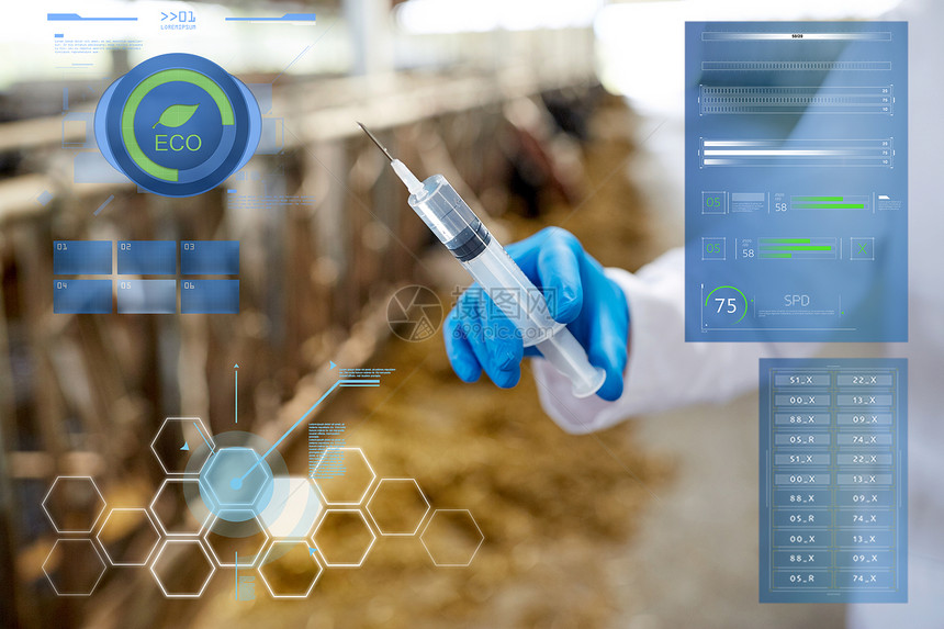 农业,医学人的兽医医生手与疫苗注射器奶牛场的牛舍兽医用手农场的注射器里注射疫苗图片