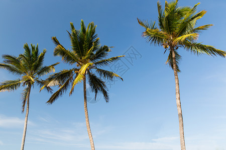 旅游,度假,自然暑假的棕榈树蓝天棕榈树蓝天图片