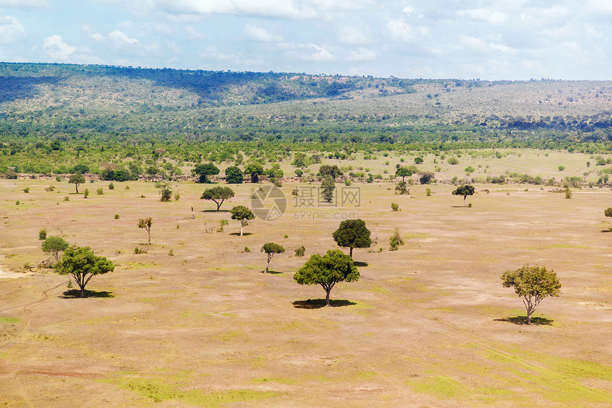 自然景观环境野生动物非洲马赛马拉保护区草原的相思树查看非洲马赛马拉萨凡纳景观图片