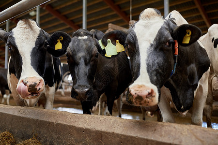 农业农业畜牧业奶牛场牛舍中的牛群奶牛场牛棚里的群奶牛图片