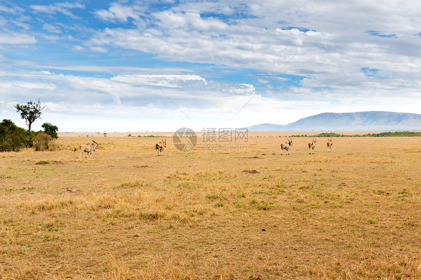 非洲大草原上放牧的依兰羚羊图片