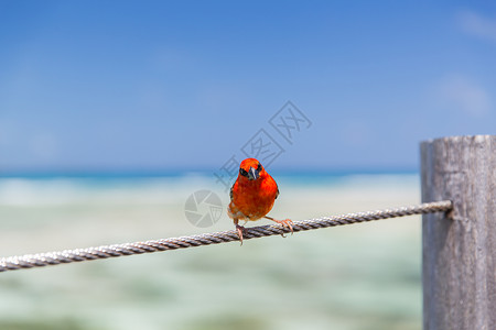 穿红衣小恶魔鸟类野生动物的红色Fody坐海边的绳子上红色福迪坐海边的绳子上背景
