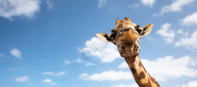 动物,自然野生动物的长颈鹿的头蓝天云的背景把长颈鹿的头贴白色上图片