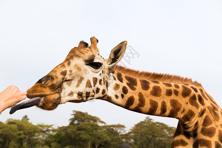 动物,自然野生动物的手工喂养长颈鹿非洲非洲喂长颈鹿图片