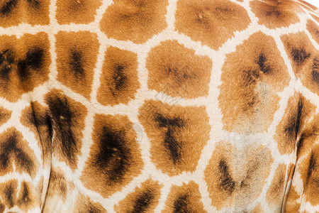 动物自然野生动物长颈鹿皮肤模式的特写长颈鹿皮肤图案图片