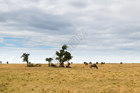 非洲大草原放牧的角马图片