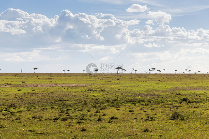 自然景观野生动物非洲马赛马拉保护区草原的相思树非洲大草原的相思树图片