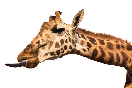 动物,自然野生动物的长颈鹿舌头长颈鹿展示舌头图片
