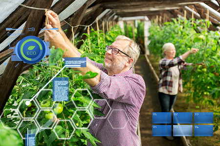 机农业,农业人的高级男子妇女农场的温室里种番茄幼苗农场温室工作的老夫妇图片