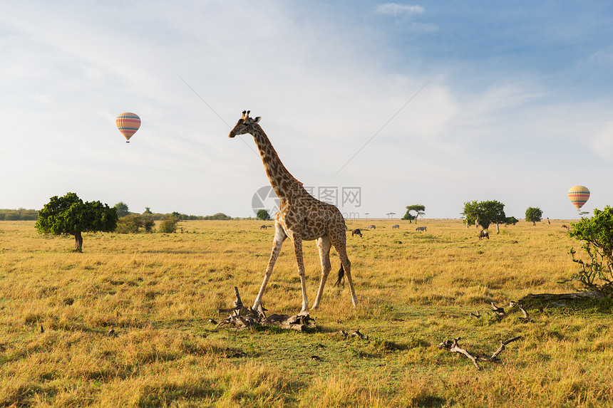 野生自然保护动物长颈鹿与热气球图片