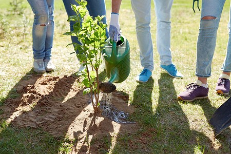 志愿服务慈善人生态群志愿者户外种植浇水树群志愿者种植浇水树背景图片