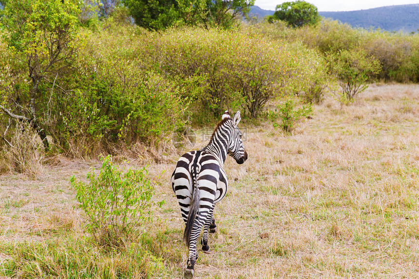 动物,自然野生动物斑马放牧马赛马拉保护区热带草原非洲斑马非洲的萨凡纳吃草图片