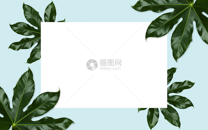 自然,机植物学白色空白蓝色背景上的绿叶白色的空白蓝色的绿叶图片
