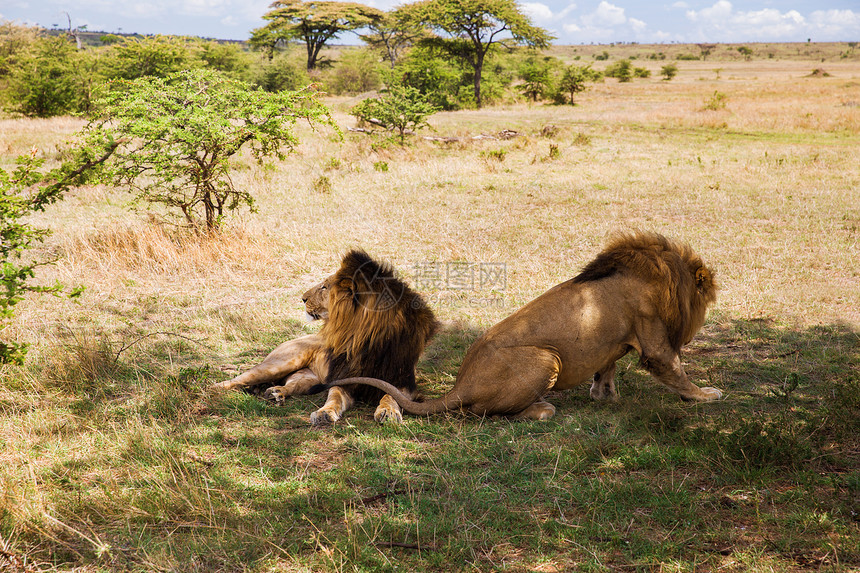 动物,自然野生动物雄狮子休息马赛马拉保护区热带草原非洲雄狮子非洲的萨凡纳休息图片