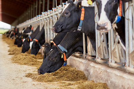 农业农业畜牧业奶牛场的牛舍吃干草的牛群奶牛场的牛棚里吃干草的牛群背景图片