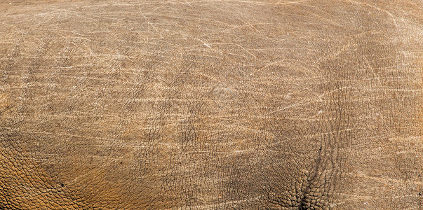 自然野生动物犀牛皮肤纹理犀牛皮肤质地图片