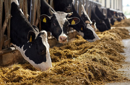 拜尔农业农业畜牧业奶牛场的牛舍吃干草的牛群奶牛场的牛棚里吃干草的牛群背景