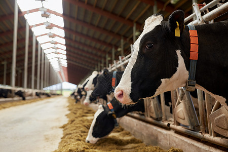 大牧场农业农业畜牧业奶牛场的牛舍吃干草的牛群奶牛场的牛棚里吃干草的牛群背景