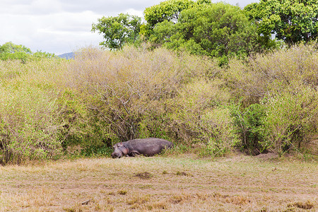 玛拉动物自然野生动物河马躺非洲马赛马拉保护区河马马赛马拉保护区非洲背景
