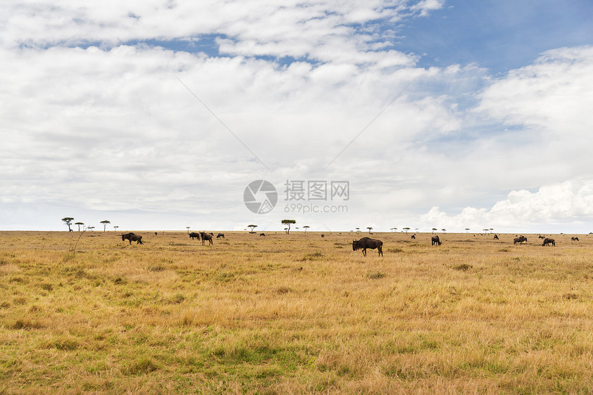 非洲大草原放牧的野羚羊图片