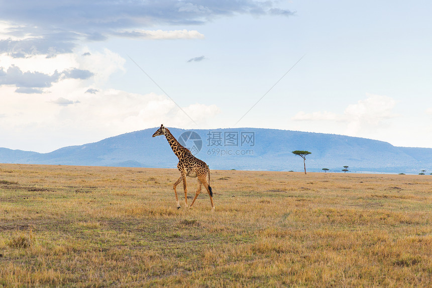 动物,自然野生动物长颈鹿马赛马拉保护区热带草原非洲非洲大草原的长颈鹿图片