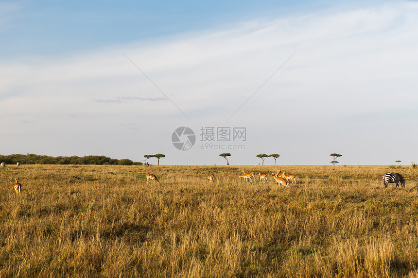 动物自然野生动物非洲马赛马拉保护区草原上的黑斑羚羚羊雌牛群放牧非洲草原上放牧的羚羊羚羊图片