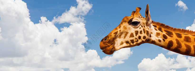 动物,自然野生动物的长颈鹿头顶蓝天云背景长颈鹿头顶蓝天云层背景图片