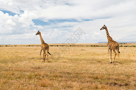 玛拉动物,自然野生动物长颈鹿马赛马拉储备草原非洲非洲大草原的长颈鹿背景