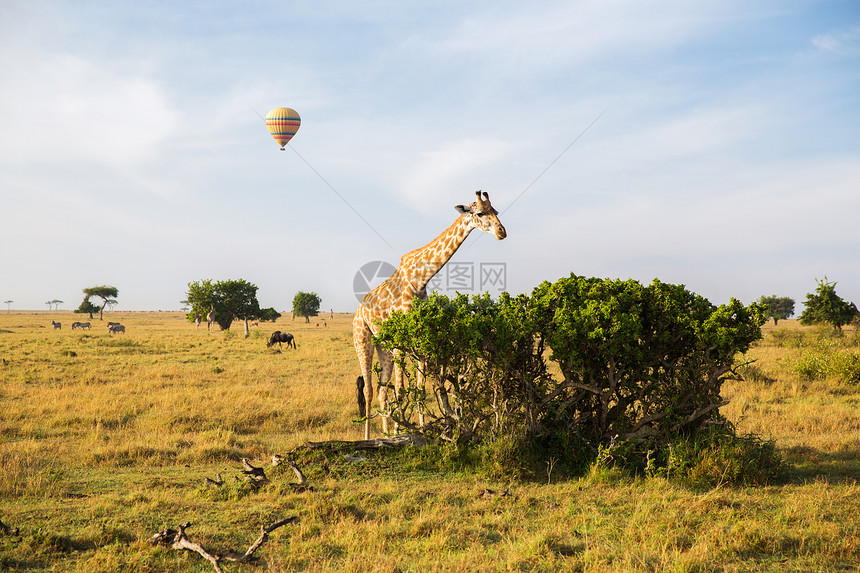 非洲长颈鹿在大草原吃树叶图片