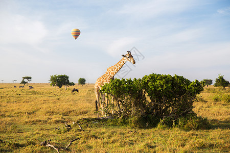 非洲长颈鹿在大草原吃树叶高清图片