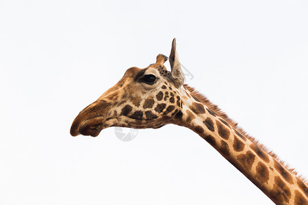旅游宣传片头动物,自然野生动物的长颈鹿的头闭上长颈鹿的头设计图片