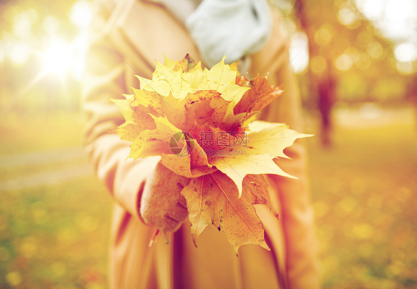 季节人的秋天的公园里,女人抱着枫叶秋天公园里带着枫叶的女人图片