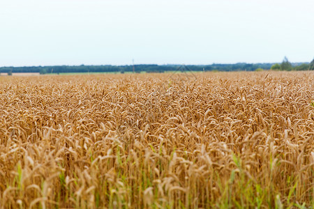 自然,收获农业谷物田与小穗的成熟黑麦小麦成熟黑麦小麦小穗的谷物田图片