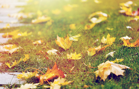 季节,自然环境的秋天枫叶绿色的草地上秋天的枫叶青草上飘落图片