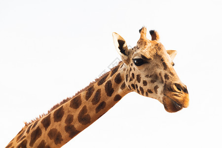 长颈鹿脖子动物,自然野生动物的长颈鹿非洲非洲的长颈鹿背景
