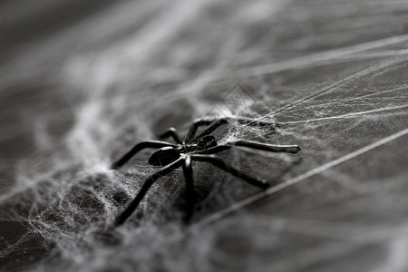 人造昆虫万节,装饰黑色玩具蜘蛛人造蜘蛛网万节装饰黑色玩具蜘蛛蛛网上背景