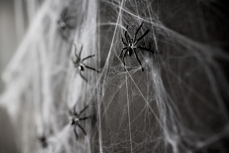 人造昆虫万节,装饰人工蛛网上的黑色玩具蜘蛛万节装饰黑色玩具蜘蛛网上背景