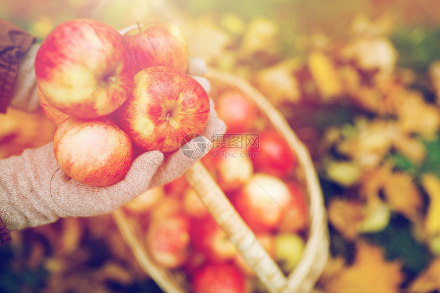 农业,园艺,收获人们的女人的手着苹果柳条篮子秋天的花园秋天花园里篮子苹果的女人图片