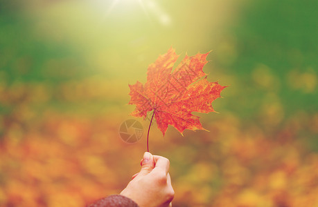 季节,自然人的特写女人手握秋枫叶用秋天的枫叶紧紧地握住女人的手图片