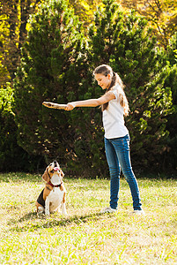 玩趣趣的女孩公园里扔棍子给活跃的比格犬女孩院子里只狗玩背景