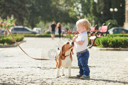 小男孩正散步时喂小猎犬男孩正喂狗图片