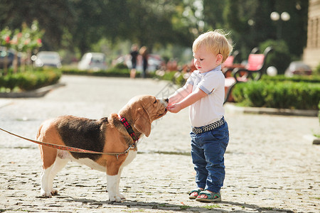 小男孩正散步时喂小猎犬男孩正喂狗背景图片